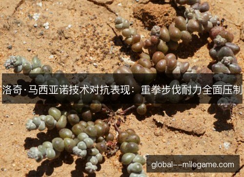 洛奇·马西亚诺技术对抗表现:重拳步伐耐力全面压制 洛奇·马西亚诺技术对抗表现:重拳步伐耐力全面压制